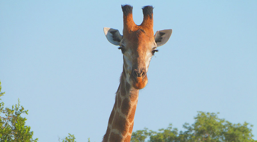 sensations-voyage-afriquedusud-safari-kruger-animaux-girafe-portrait