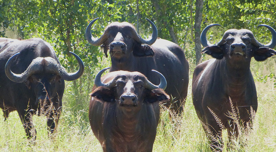sensations-voyage-afriquedusud-safari-kruger-buffle