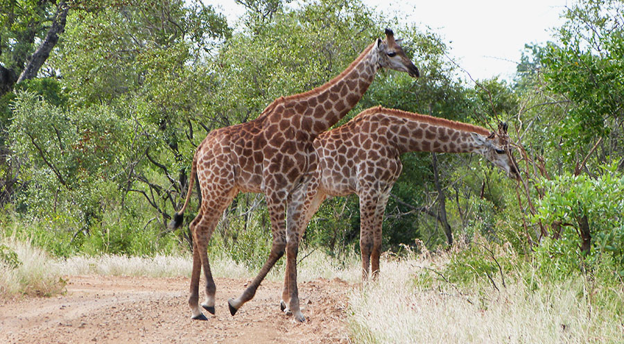 sensations-voyage-afriquedusud-safari-kruger-girafe-2