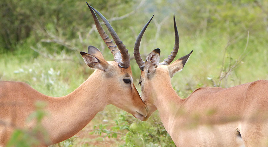 sensations-voyage-afriquedusud-safari-kruger-impala-love