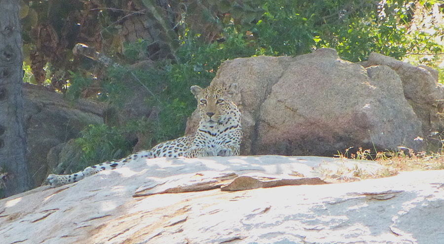 sensations-voyage-afriquedusud-safari-kruger-leopard2