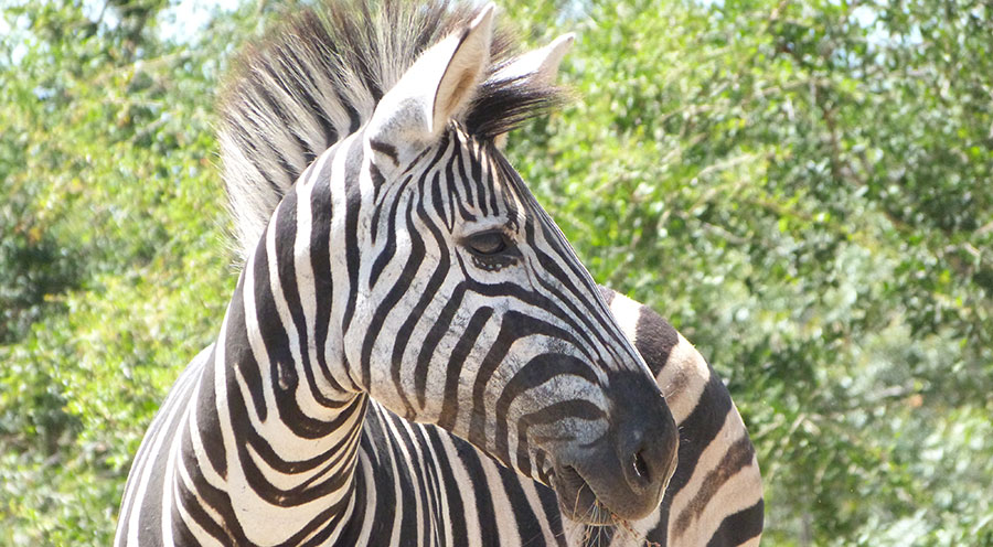 sensations-voyage-afriquedusud-safari-kruger-zebre-animaux