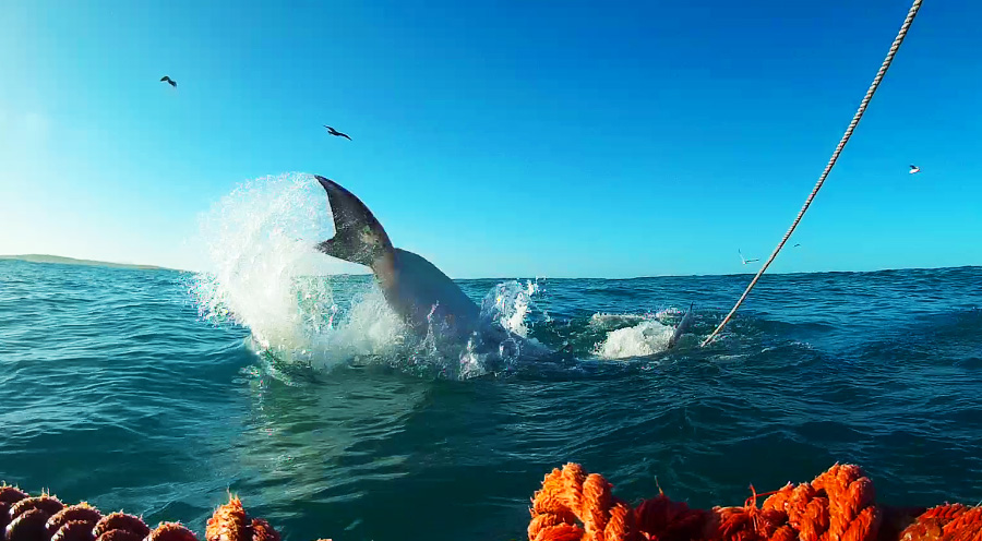 Sensations Voyage bons plans Afrique du Sud plongée grand requin blanc