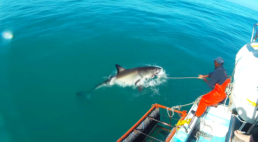 Sensations Voyage Afrique Du Sud, plongee grand requin blanc cage Mike Rutzen
