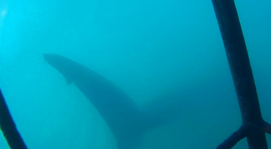 Sensations Voyage bons plans plongée afrique du sud requin blanc underwater cage