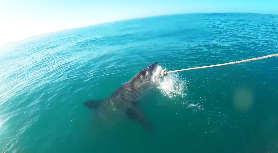 Sensations Voyage Afrique du Sud expérience plongee en cage avec le grand requin blanc vue du bateau
