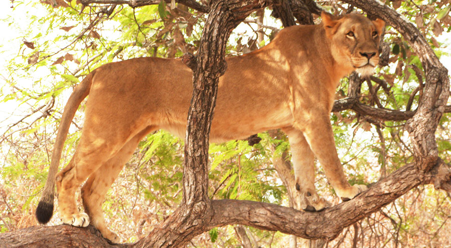 Sensations Voyage Sénégal senegal marche avec les lions fathala reserve lionne dans les arbres
