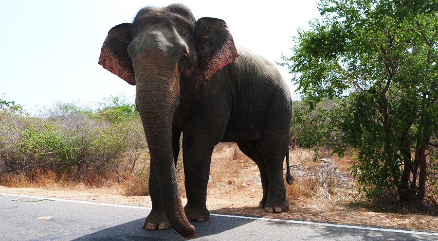 sensationsvoyage-voyage-sri-lanka-elephant-yala-on-the-road