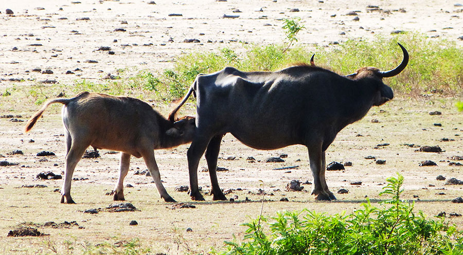 sensationsvoyage-voyage-sri-lanka-photos-buffalo-buffle-safari-yala