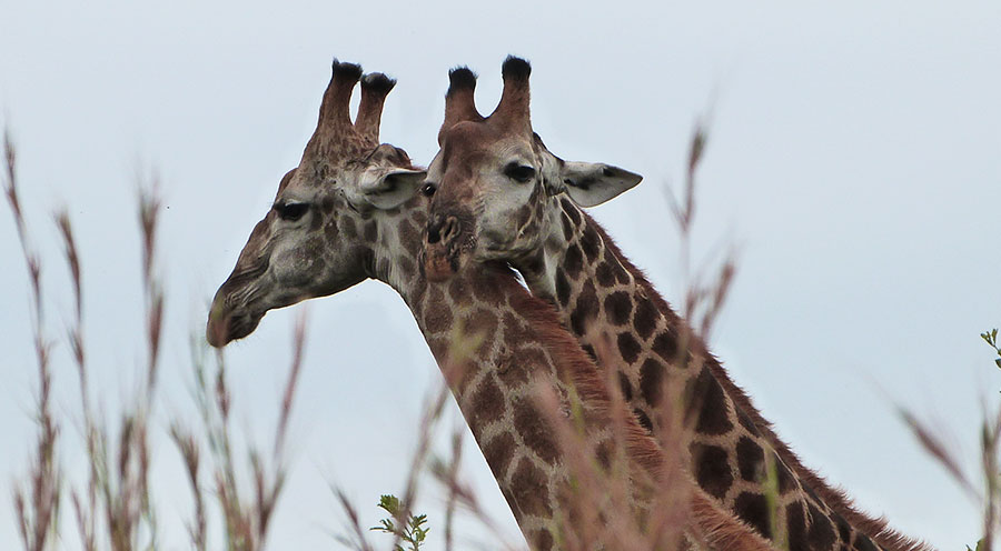 Safari Kruger Park, girafes Afrique du Sud - Sensations Voyage le blog, expériences