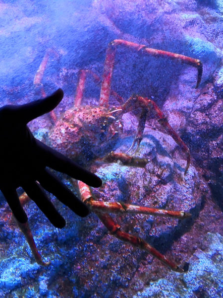 COEX Aquarium sensations-voyage-voyages-coree-du-sud-korea-bons-plans-experiences-coex-aquarium-seoul-araignee-crabe-geant