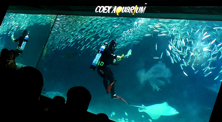 COEX Aquarium sensations-voyage-voyages-coree-du-sud-korea-bons-plans-experiences-coex-aquarium-seoul-show