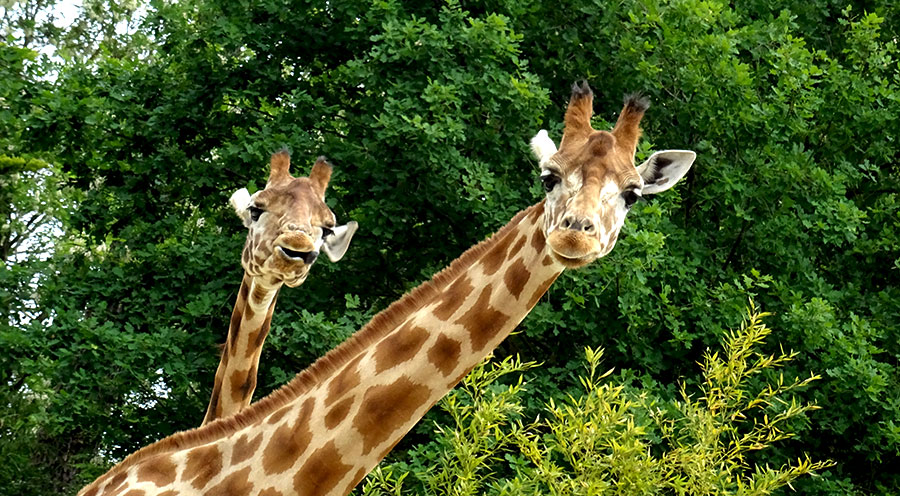 sensationsvoyage-sensations-voyage-photo-photos-france-experience-zoo-fleche-portrait-bebe-giraffes-fun