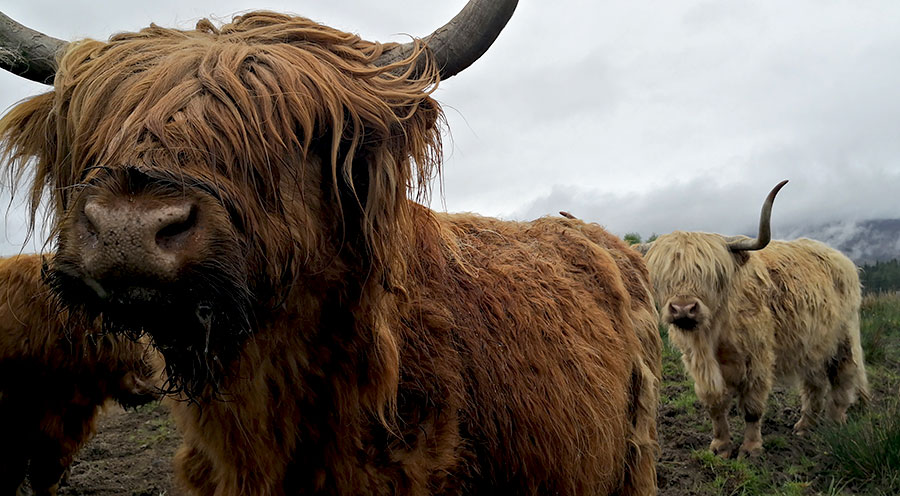 sensations-voyage-ecosse-highlands-highland-cow-cows-vaches-chevelues