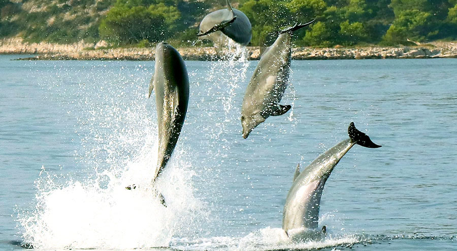 sensations-voyage-sensationsvoyage-croatia-dolphin-watch-pakostane-saut-dauphin-4-1