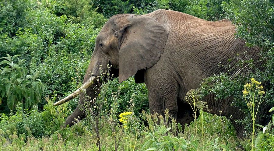 sensations-voyage-album-photos-kenya-aberdades-national-park-elephant-treetops