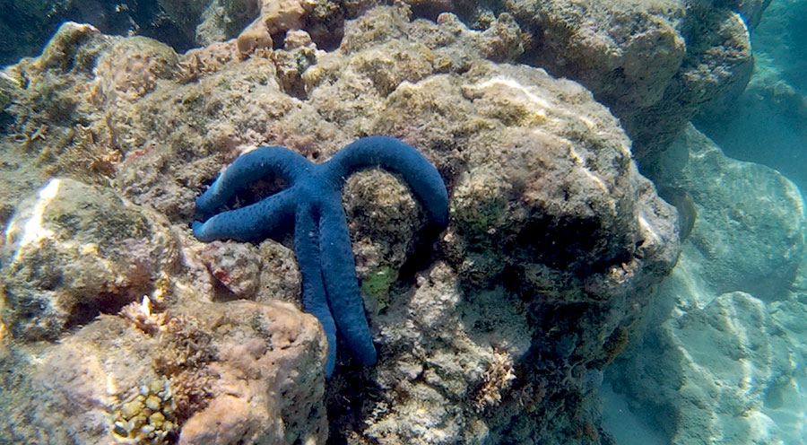 sensations_voyage_photos_bali_menjangan_snorkeling-starfish