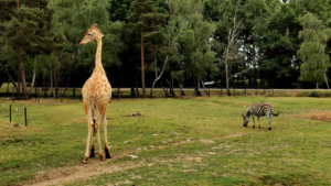 sensationsvoyage_diner_safari_thoiry_savane_africaine_girafe_zebre
