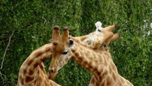 sensationsvoyage_diner_safari_thoiry_savane_africaine_girafes