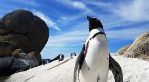 sensations-voyage-afriquedusud-buldersbeach-pingouin