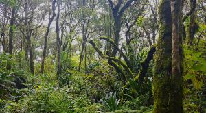 sensations-voyage-afriquedusud-rain-forest