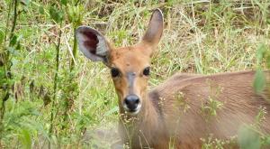 sensations-voyage-afriquedusud-safari-kruger-antilope (1)