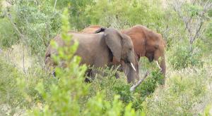 sensations-voyage-afriquedusud-safari-kruger-bébé-elephants