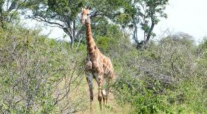 sensations-voyage-afriquedusud-safari-kruger-bébé-girafe1