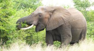 sensations-voyage-afriquedusud-safari-kruger-elephant