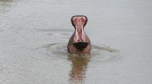 sensations-voyage-afriquedusud-safari-kruger-hippo2