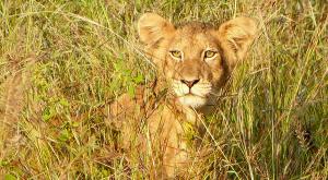 sensations-voyage-afriquedusud-safari-kruger-lion2