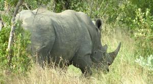 sensations-voyage-afriquedusud-safari-kruger-rhino