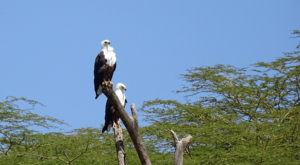 sensations-voyage-album-photos-birds-kenya-eagle-aigles