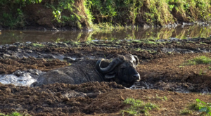 sensations-voyage-album-photos-kenya-aberdades-national-park-buffalo-bath-treetops