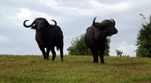sensations-voyage-album-photos-kenya-aberdades-national-park-buffalo-treetops-4
