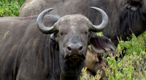 sensations-voyage-album-photos-kenya-aberdades-national-park-buffalo-treetops-smile