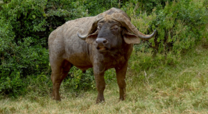 sensations-voyage-album-photos-kenya-aberdades-national-park-buffalos-6-treetops
