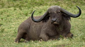 sensations-voyage-album-photos-kenya-aberdades-national-park-buffalos-8-treetops