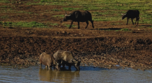 sensations-voyage-album-photos-kenya-aberdades-national-park-buffalos-drinking-treetops-2
