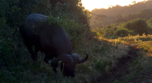 sensations-voyage-album-photos-kenya-aberdades-national-park-buffalos-drinking-treetops-4