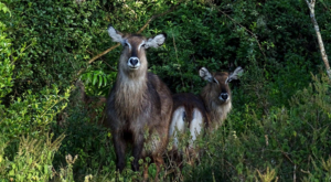 sensations-voyage-album-photos-kenya-aberdades-national-park-buffalos-drinking-treetops-waterbucks
