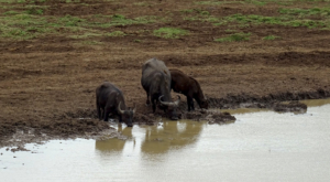sensations-voyage-album-photos-kenya-aberdades-national-park-buffalos-drinking-treetops