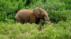sensations-voyage-album-photos-kenya-aberdades-national-park-elephant-treetops-é