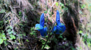 sensations-voyage-album-photos-kenya-aberdades-national-park-mont-kenya-safari-treetops-blue-flower