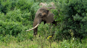 sensations-voyage-album-photos-kenya-aberdades-national-park-treetops-elphant-21