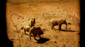 sensations-voyage-album-photos-kenya-aberdades-national-park-treetops-lodge-elephants-drinking-by-night-2