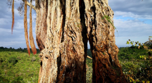 sensations-voyage-album-photos-kenya-aberdades-national-park-treetops-tree-poste-2
