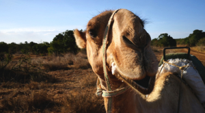 sensations-voyage-album-photos-kenya-sosian-ranch-dromadaires-camel-smile