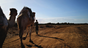 sensations-voyage-album-photos-kenya-sosian-ranch-dromadaires-camel-walk