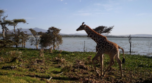 sensations-voyage-album-photos-kenya-walking-safari-naivasha-giraffe-crescent-island-2